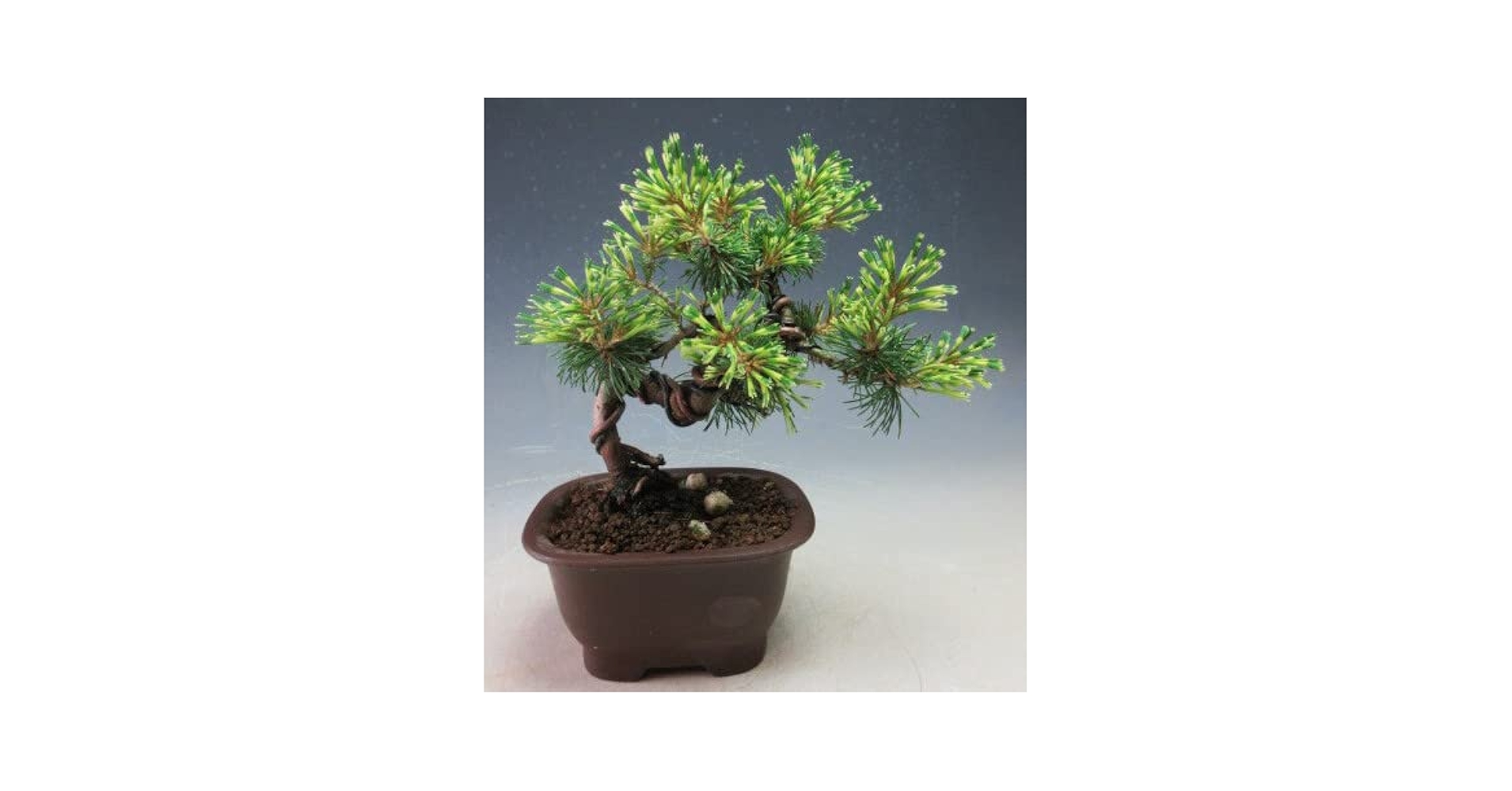 Amazon.co.jp: 盆栽 斑入り五葉松（花火）【現品】（2268